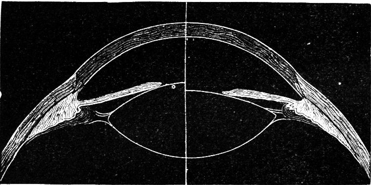 Fig. 52.--The Function of Accommodation.