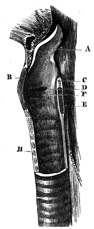 Fig. 55. Section of the Larynx and Trachea.