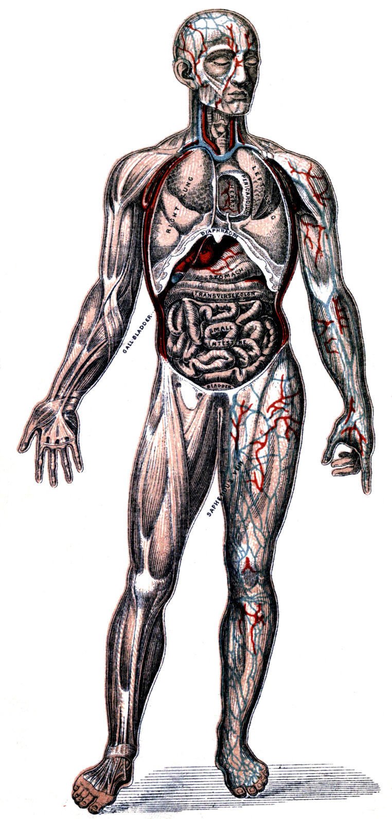 THE VISCERA IN POSITION