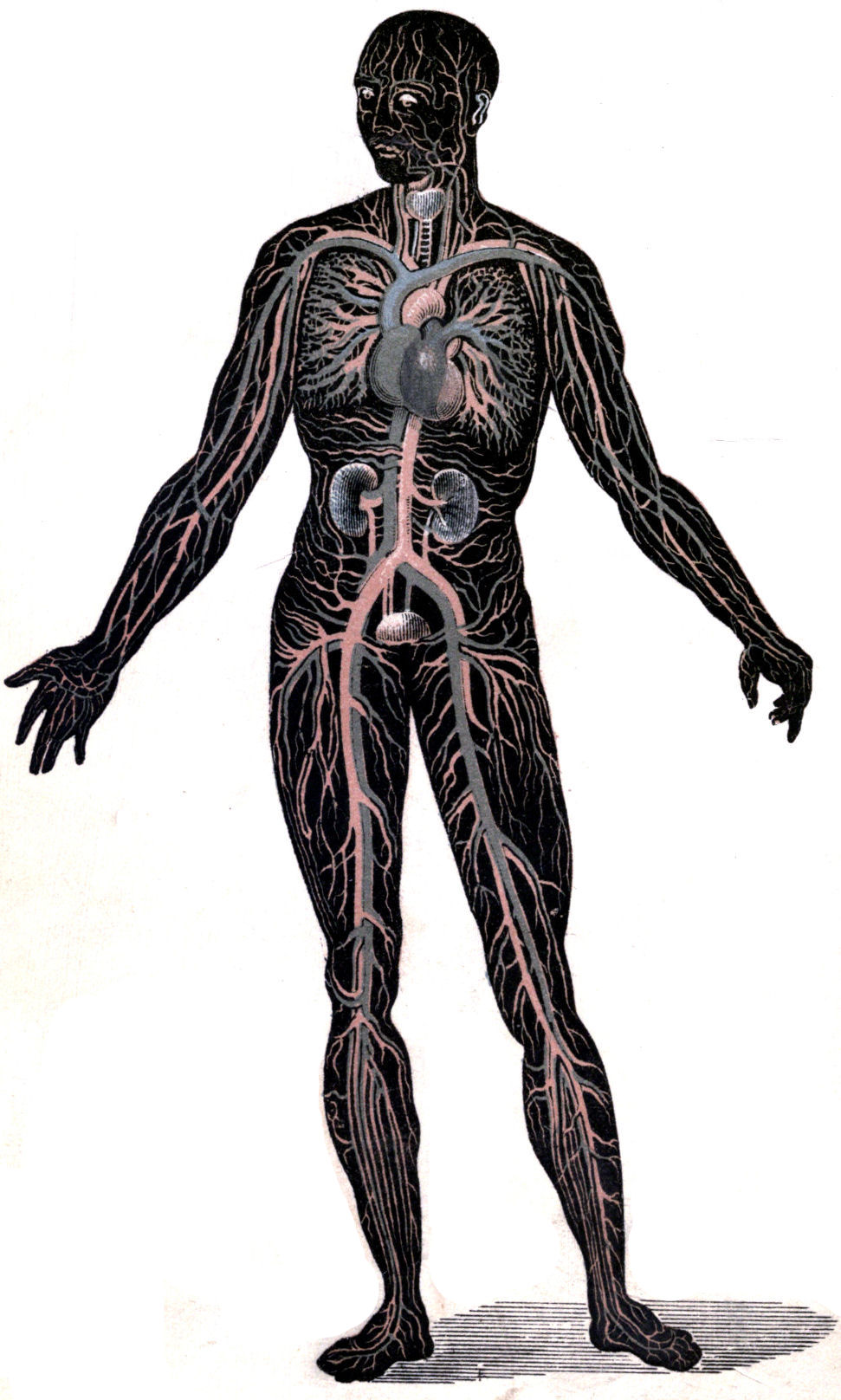 CIRCULATION OF THE BLOOD.