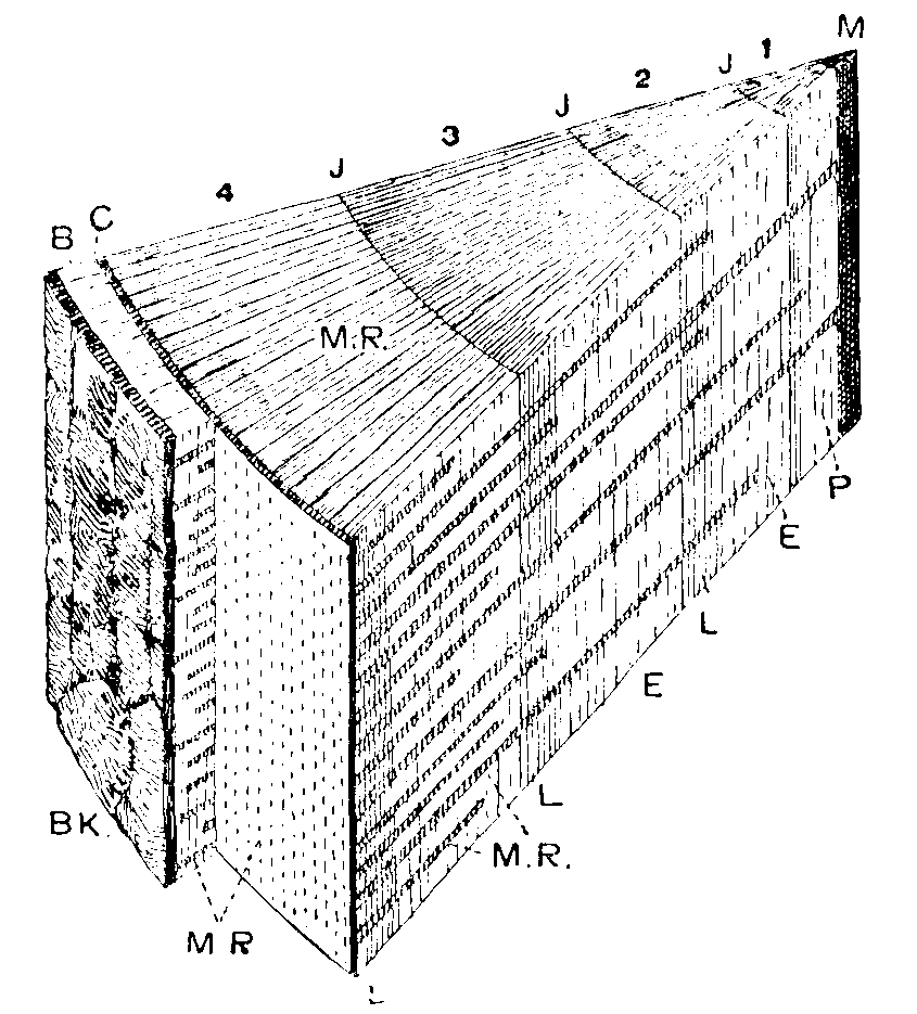 Dicotyledonous Woody Stem