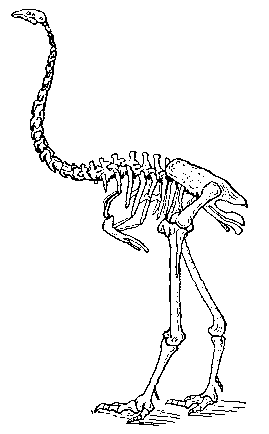 Dinornis
