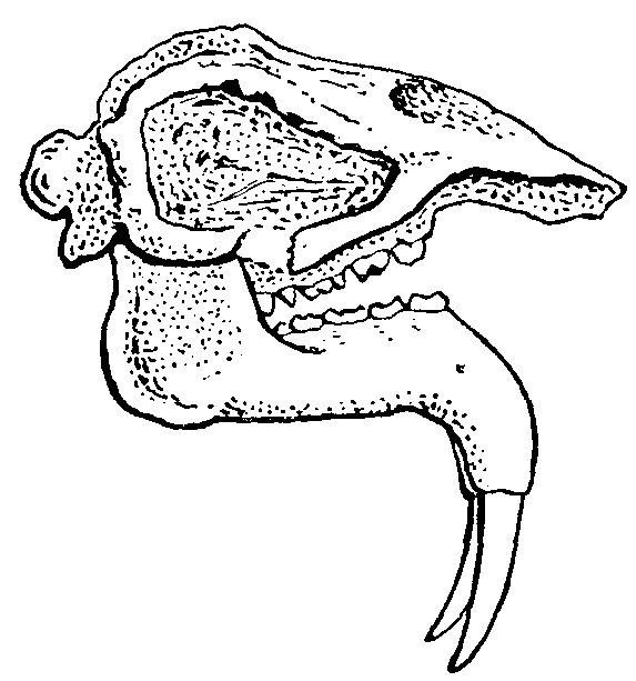 Skull of Dinotherium