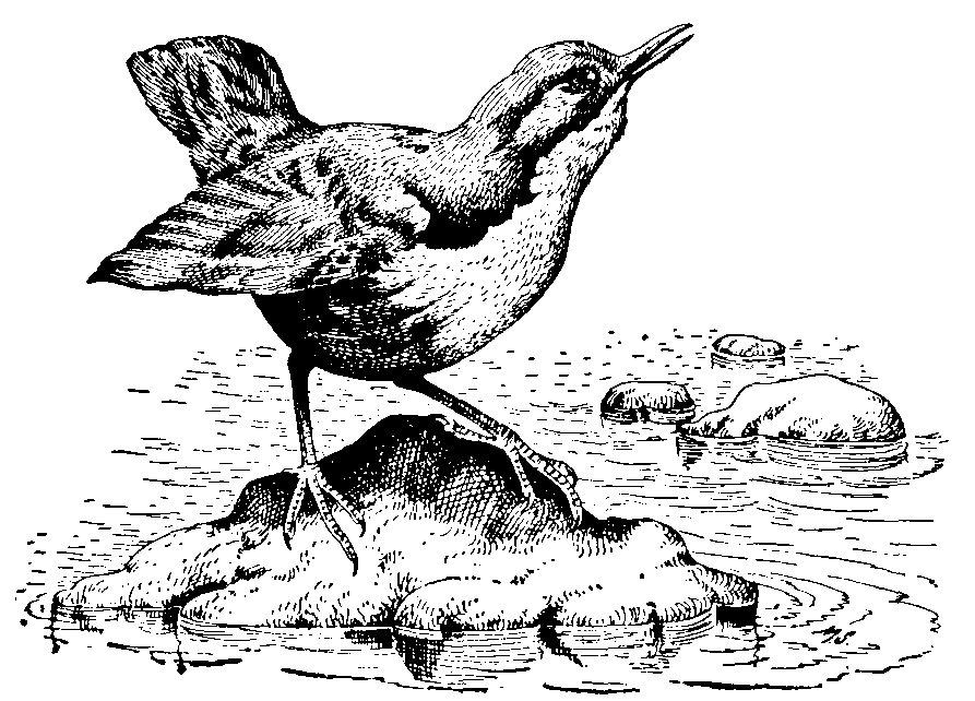 Dipper