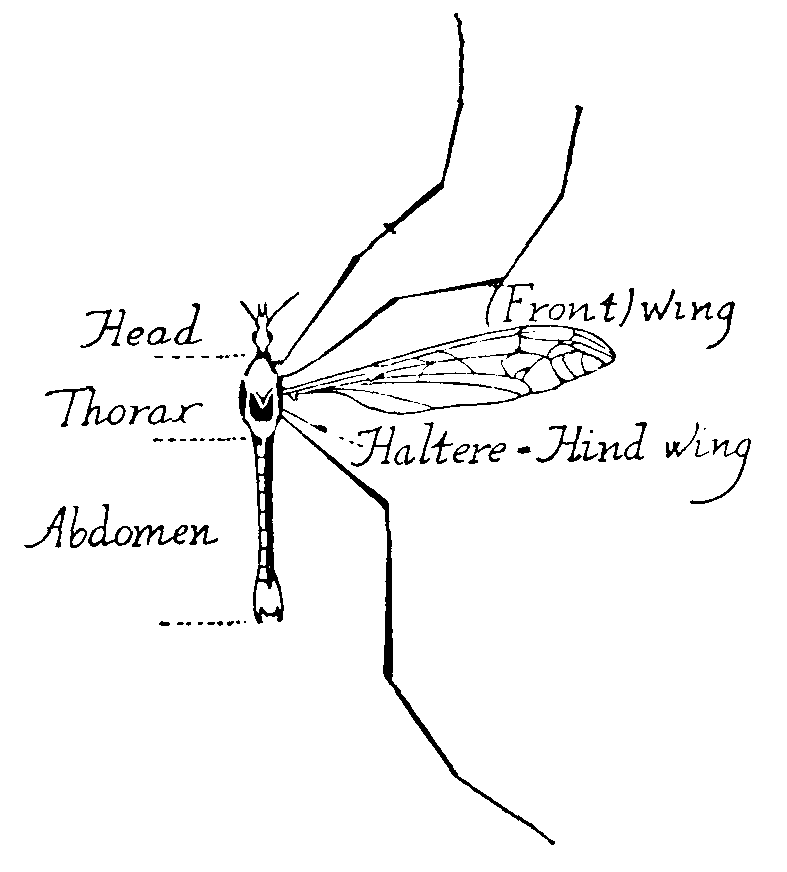 Dipteran insect
