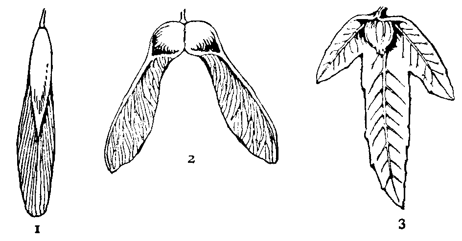 Winged Fruit