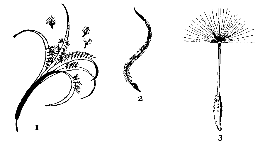 Parachute Fruits