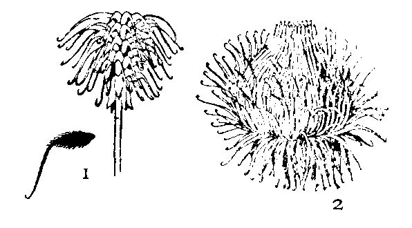 Hooked Seeds
