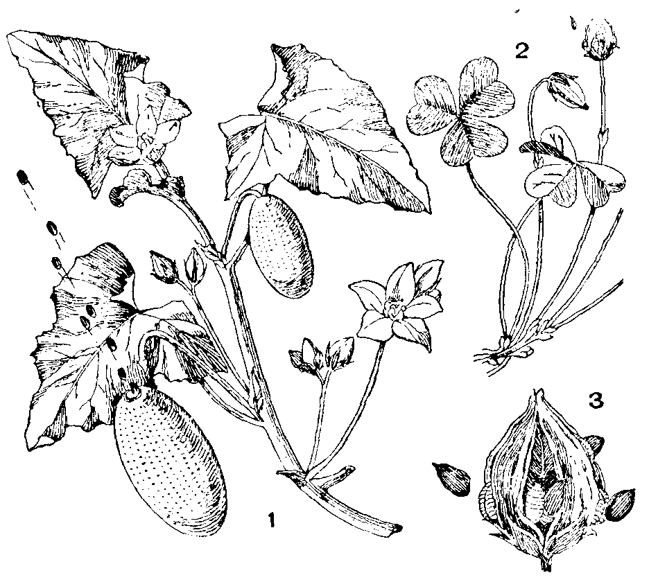 Explosive or Sling Fruits