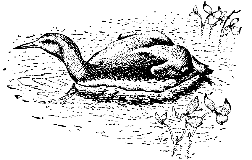 Red-throated Diver