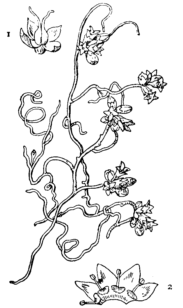 Dodder