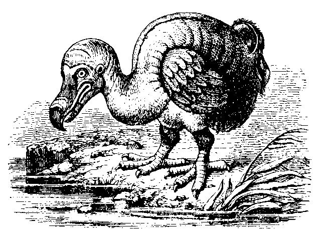 Dodo
