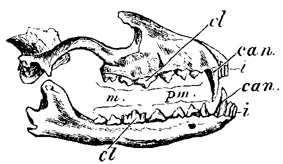 Jaws of Dog