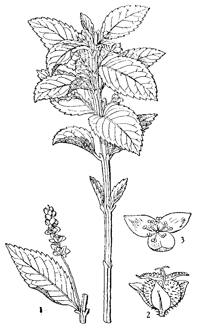 Dog's Mercury