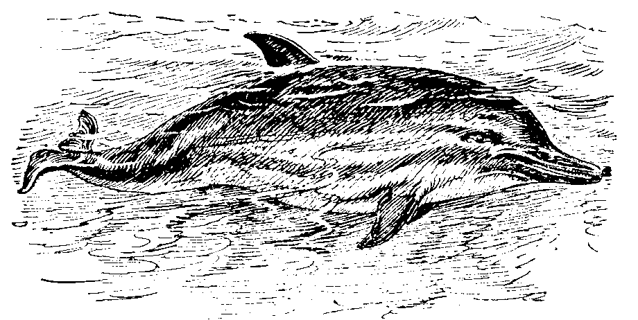 Dolphin