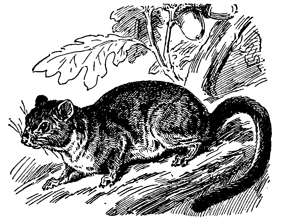 Dormouse