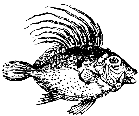 Dory