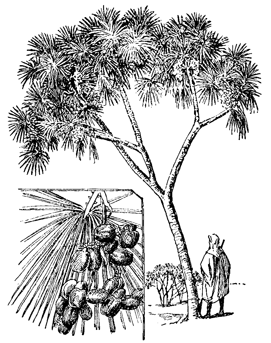 Doum Palm