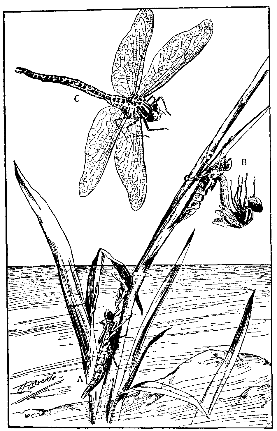Dragon-fly