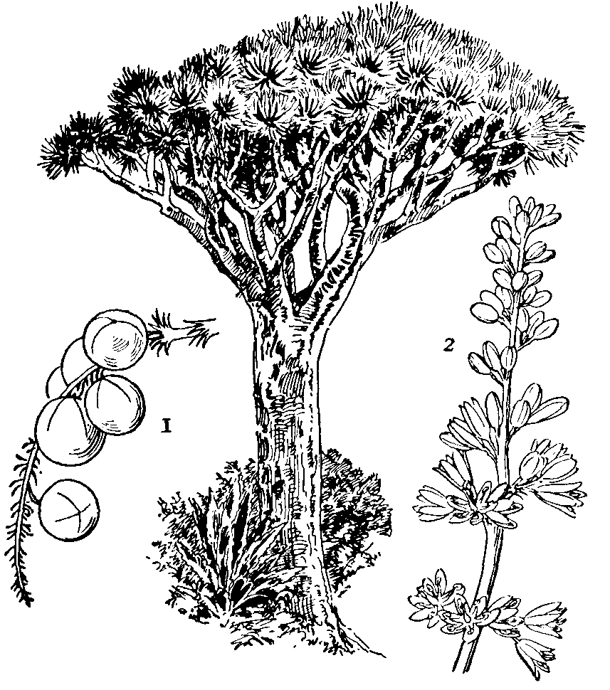 Dragon Tree