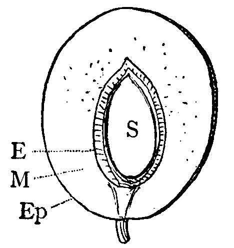 Drupe