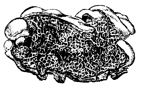 Dry-rot Fungus