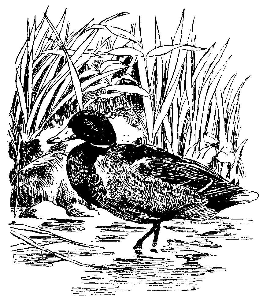 Mallard