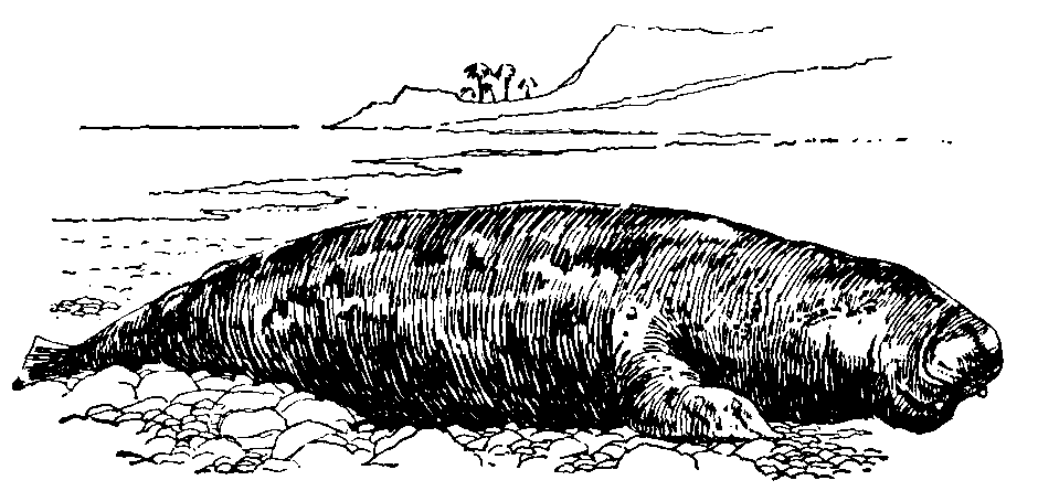 Dugong