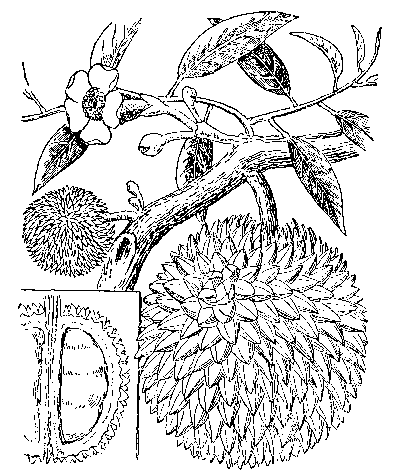 Durian