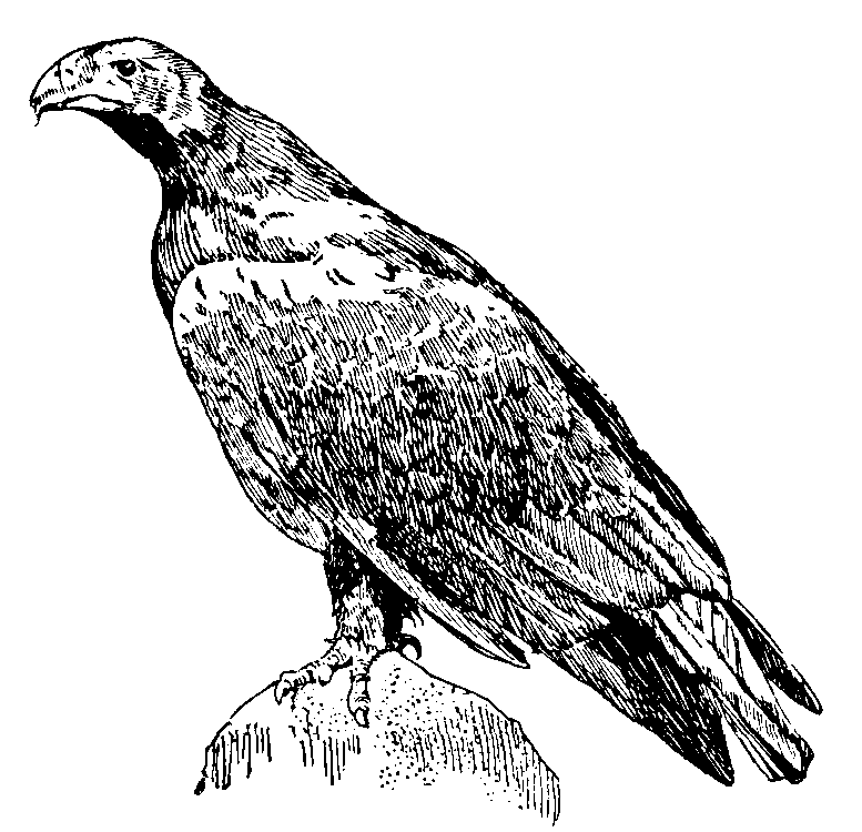 Imperial Eagle