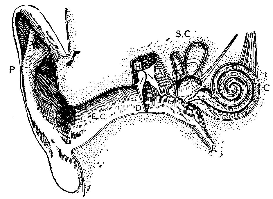 Ear