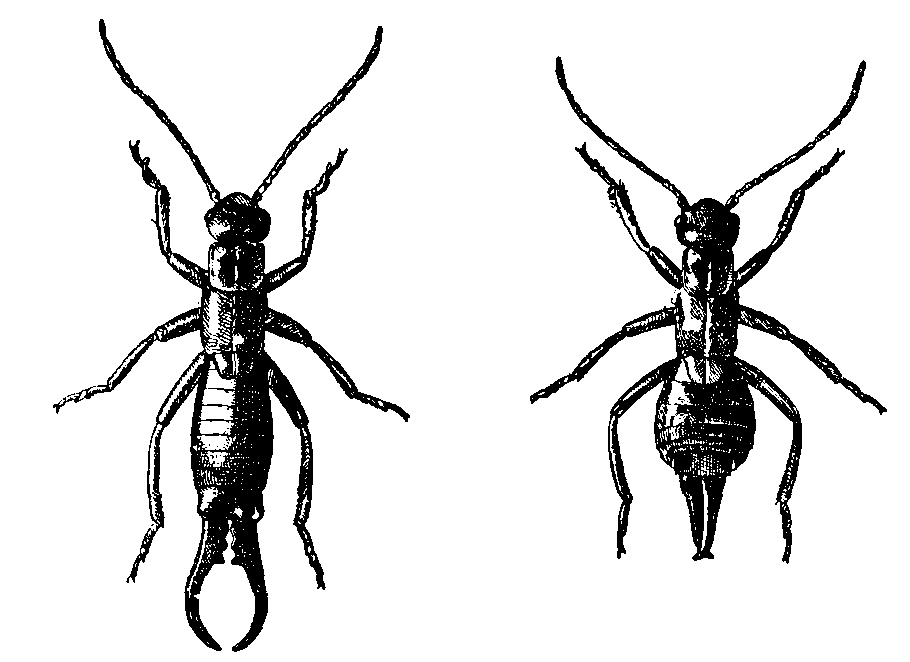 Earwig