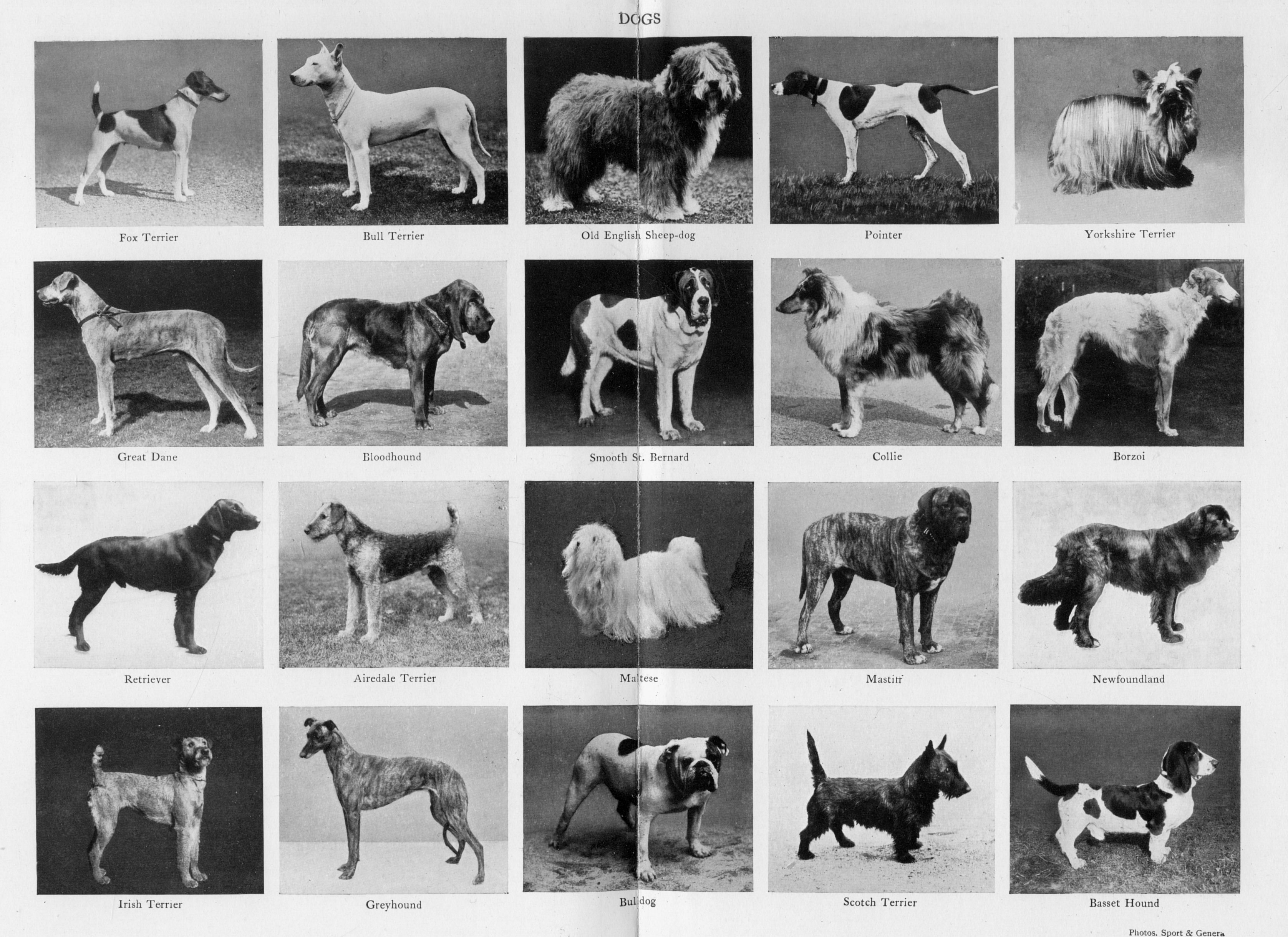 Dogs