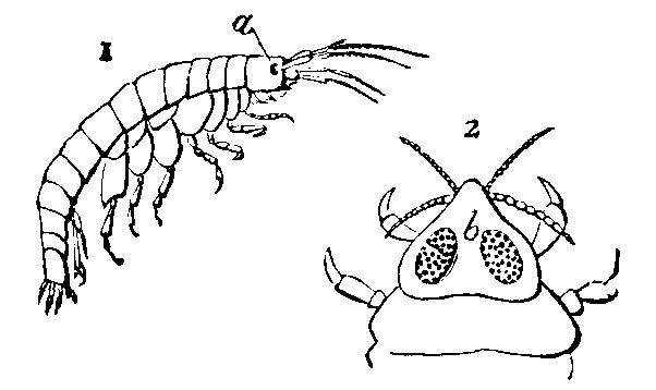 Edriophthalmata