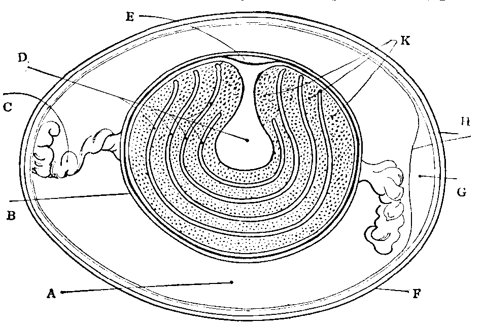 Section of Hen's Egg