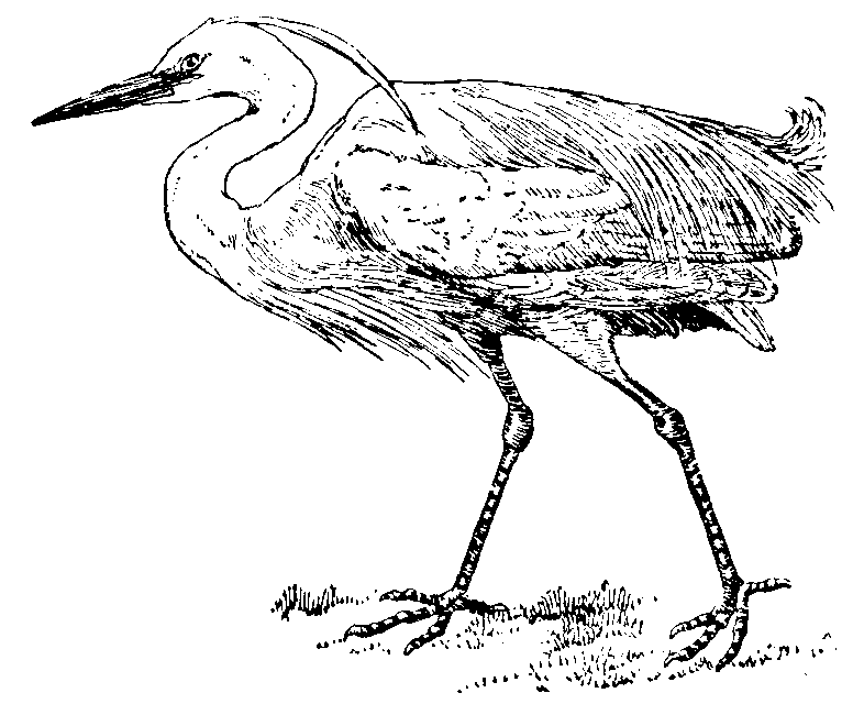 Egret