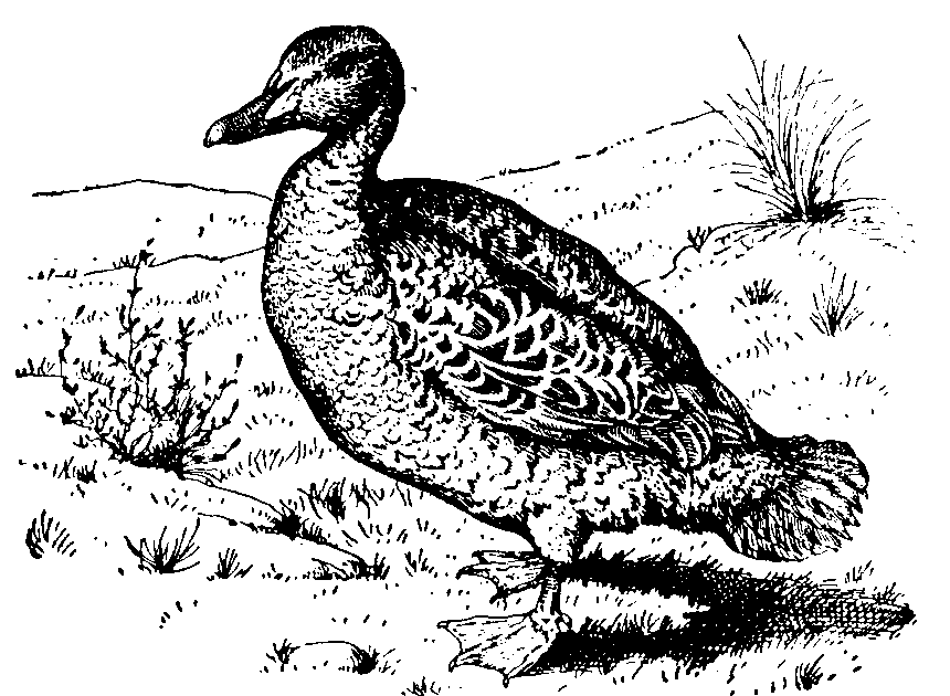 Eider Duck