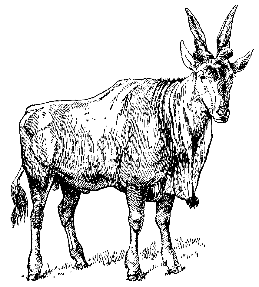 Eland