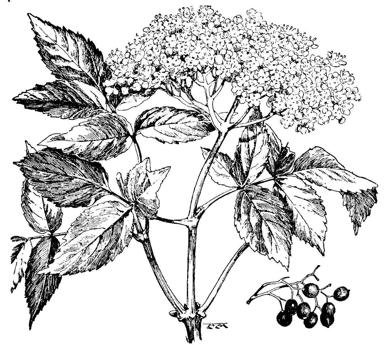 Elder