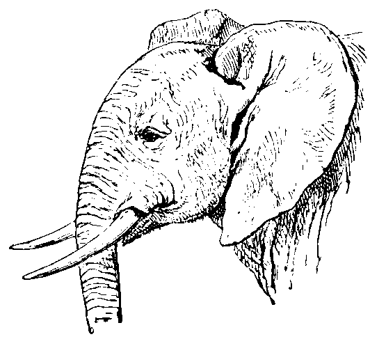Head of African Elephant