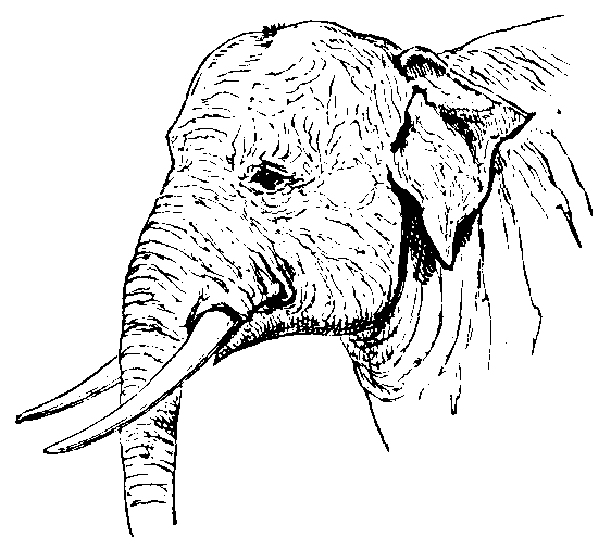 Head of Indian Elephant