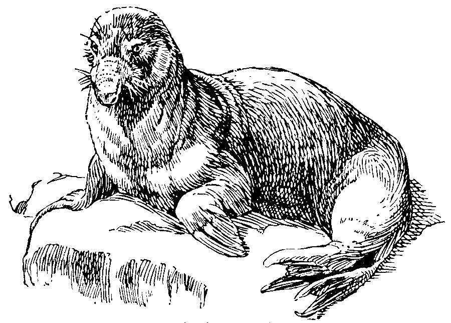 Elephant-seal