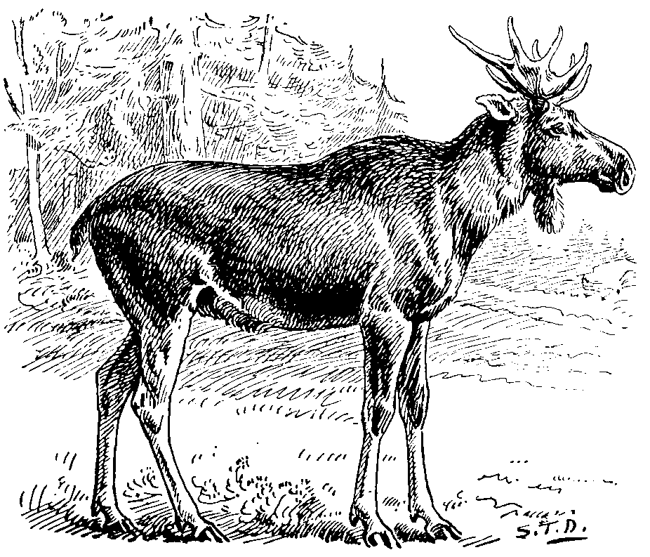 Elk