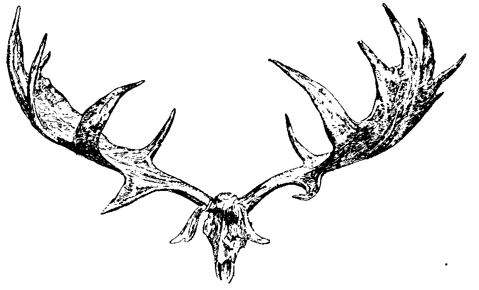 Antlers and Skull of Irish Elk