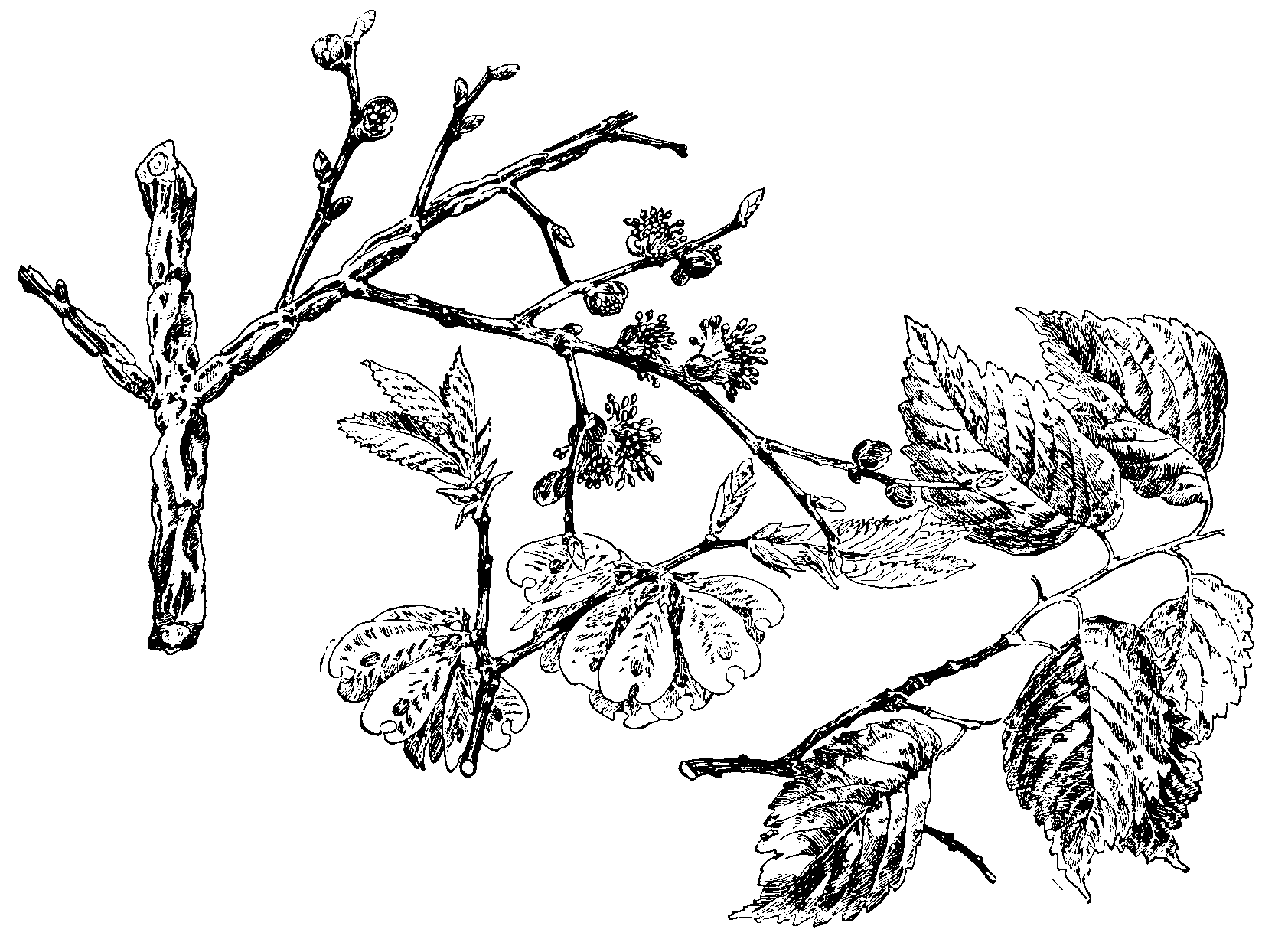 Elm