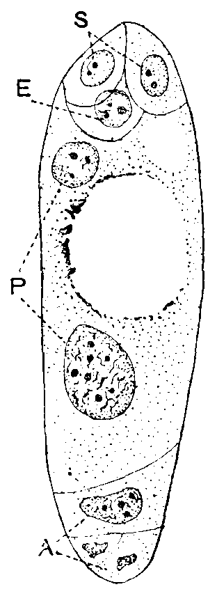 Embryo-sac
