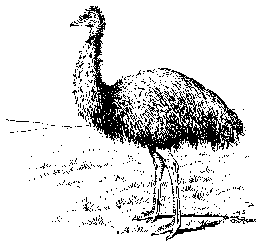 Emu