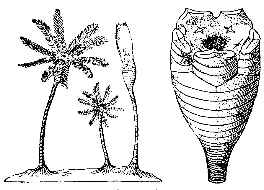 Encrinites