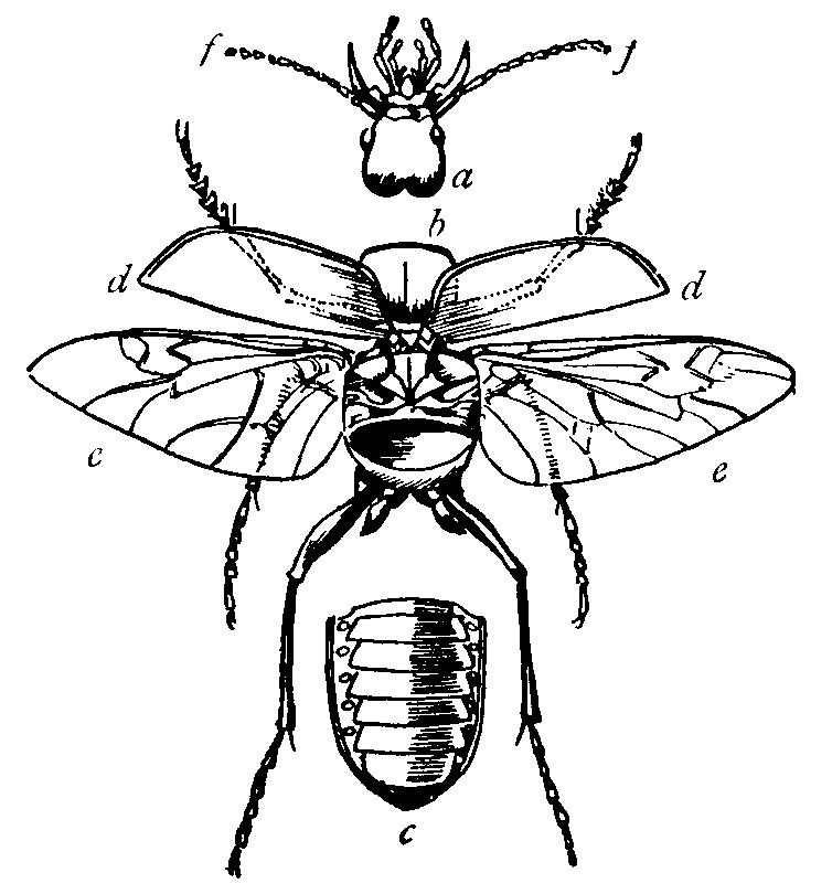 Parts of Insects