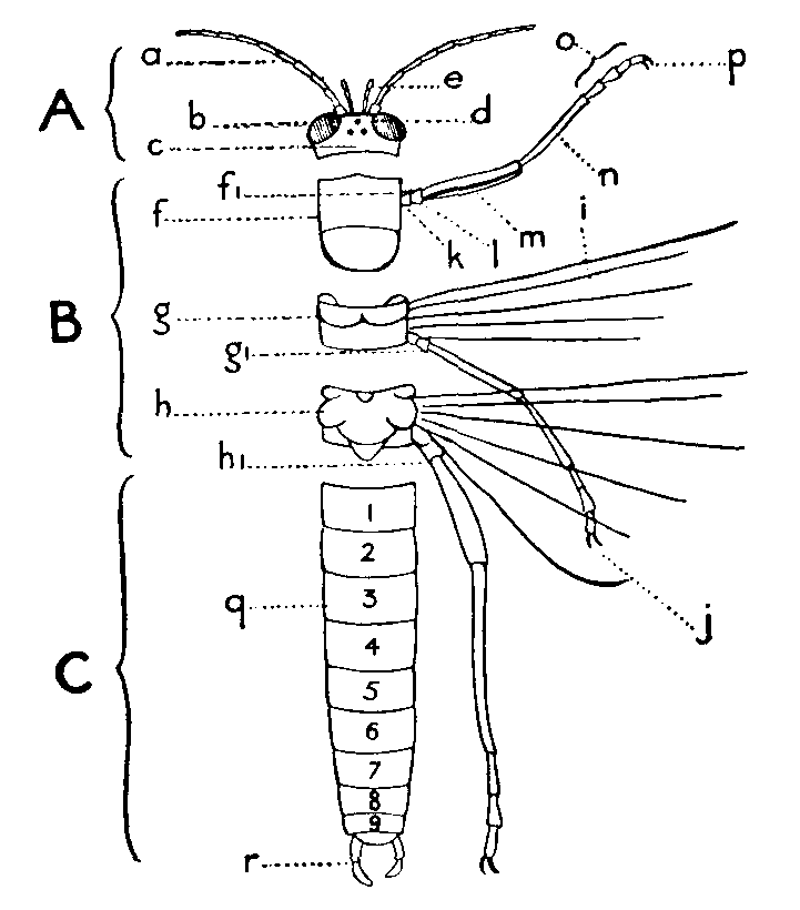 Structure of a Hexapod